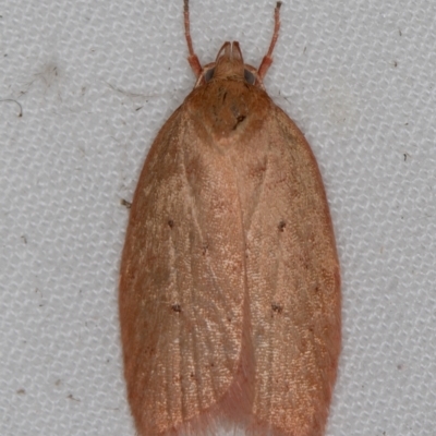 Garrha leucerythra (A concealer moth) at Melba, ACT - 4 Apr 2021 by Bron