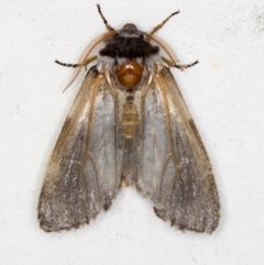 Oenosandra boisduvalii (Boisduval's Autumn Moth) at Melba, ACT - 5 Apr 2021 by Bron