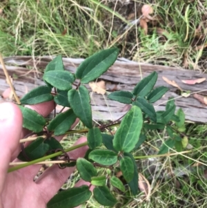 Clematis aristata at Tennent, ACT - 14 Apr 2021