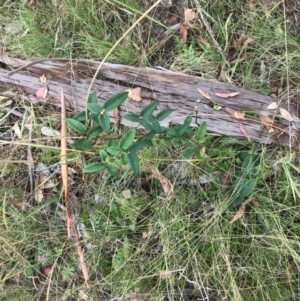 Clematis aristata at Tennent, ACT - 14 Apr 2021