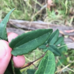 Clematis aristata at Tennent, ACT - 14 Apr 2021 11:48 AM