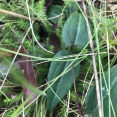 Clematis aristata at Tennent, ACT - 14 Apr 2021