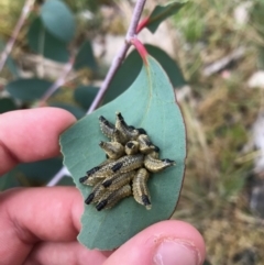 Paropsis sp. (genus) at Cotter River, ACT - 14 Apr 2021