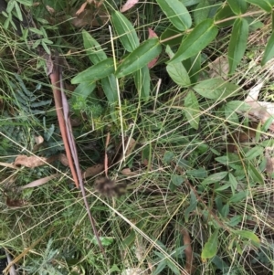 Cullen microcephalum at Cotter River, ACT - 14 Apr 2021