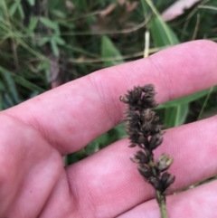 Cullen microcephalum at Cotter River, ACT - 14 Apr 2021