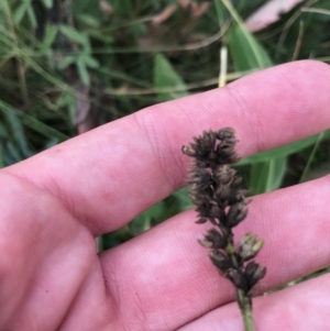 Cullen microcephalum at Cotter River, ACT - 14 Apr 2021