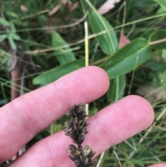 Cullen microcephalum at Cotter River, ACT - 14 Apr 2021