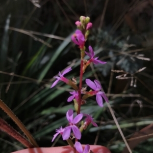 Stylidium armeria subsp. armeria at Cotter River, ACT - 14 Apr 2021 12:55 PM