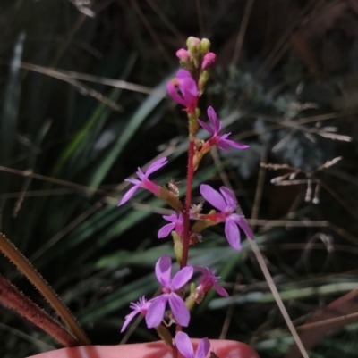 Stylidium armeria subsp. armeria (Trigger Plant) at Cotter River, ACT - 14 Apr 2021 by Tapirlord