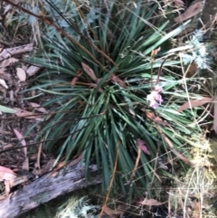 Stylidium armeria subsp. armeria at Cotter River, ACT - 14 Apr 2021 12:55 PM