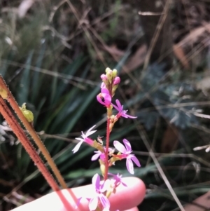 Stylidium armeria subsp. armeria at Cotter River, ACT - 14 Apr 2021 12:55 PM