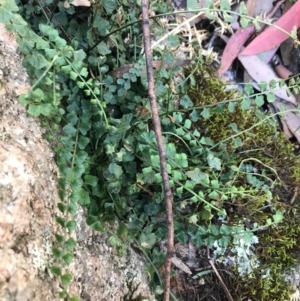 Asplenium flabellifolium at Cotter River, ACT - 14 Apr 2021