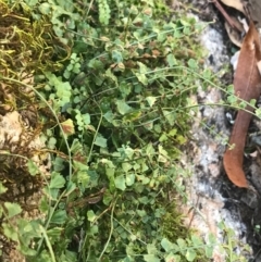 Asplenium flabellifolium at Cotter River, ACT - 14 Apr 2021