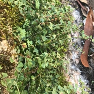 Asplenium flabellifolium at Cotter River, ACT - 14 Apr 2021