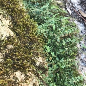 Asplenium flabellifolium at Cotter River, ACT - 14 Apr 2021