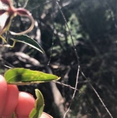 Clematis aristata at Cotter River, ACT - 14 Apr 2021 01:39 PM