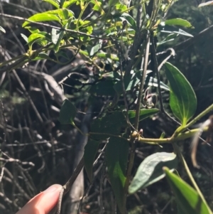 Clematis aristata at Cotter River, ACT - 14 Apr 2021