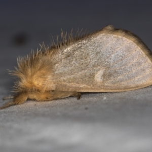 Euproctis edwardsii at Melba, ACT - 5 Apr 2021 07:09 PM