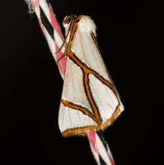 Thalaina clara (Clara's Satin Moth) at Melba, ACT - 5 Apr 2021 by Bron