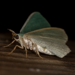 Chlorocoma dichloraria at Melba, ACT - 6 Apr 2021