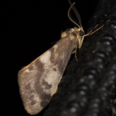 Anestia (genus) (A tiger moth) at Melba, ACT - 6 Apr 2021 by Bron