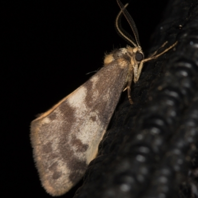 Anestia (genus) (A tiger moth) at Melba, ACT - 6 Apr 2021 by Bron