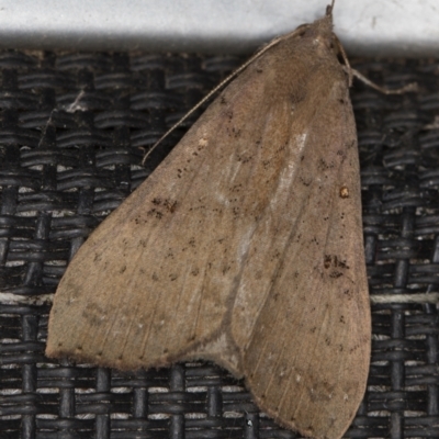 Rhapsa suscitatalis (Wedged Rhapsa) at Melba, ACT - 6 Apr 2021 by Bron