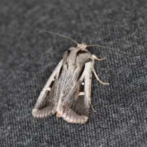 Proteuxoa undescribed species near paragypsa at Melba, ACT - 6 Apr 2021