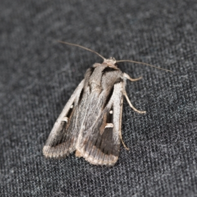 Proteuxoa undescribed species near paragypsa (A Noctuid moth) at Melba, ACT - 6 Apr 2021 by Bron