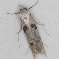 Oecophoridae (family) (Unidentified Oecophorid concealer moth) at Melba, ACT - 6 Apr 2021 by Bron