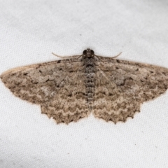 Psilosticha absorpta (Fine-waved Bark Moth) at Melba, ACT - 6 Apr 2021 by Bron