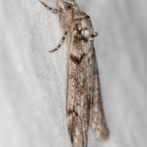 Smyriodes undescribed species nr aplectaria at Melba, ACT - 6 Apr 2021