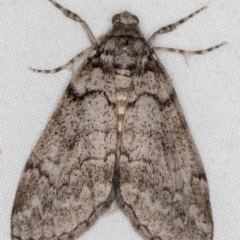 Smyriodes undescribed species nr aplectaria at Melba, ACT - 6 Apr 2021