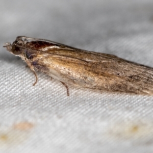 Tortricinae (subfamily) at Melba, ACT - 6 Apr 2021