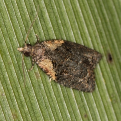 Capua intractana (A Tortricid moth) at Melba, ACT - 7 Apr 2021 by Bron