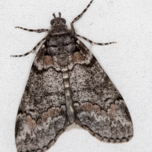 Smyriodes undescribed species nr aplectaria at Melba, ACT - 8 Apr 2021