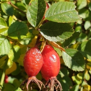 Rosa rubiginosa at Holt, ACT - 29 Apr 2021