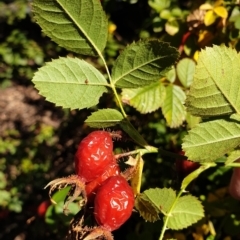 Rosa rubiginosa at Holt, ACT - 29 Apr 2021