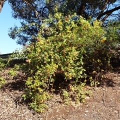 Rosa rubiginosa at Holt, ACT - 29 Apr 2021