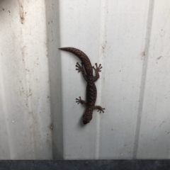 Christinus marmoratus (Southern Marbled Gecko) at Hackett, ACT - 10 Feb 2021 by cmobbs