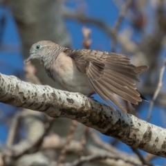 Geopelia placida (Peaceful Dove) at Yarralumla, ACT - 1 May 2021 by rawshorty