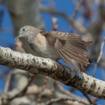 Geopelia placida (Peaceful Dove) at Yarralumla, ACT - 30 Apr 2021 by rawshorty