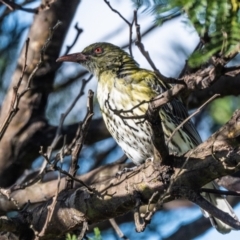 Oriolus sagittatus (Olive-backed Oriole) at Penrose - 1 May 2021 by NigeHartley