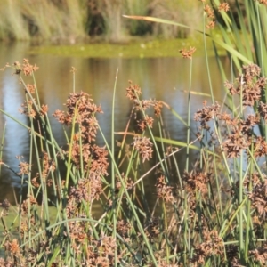 Schoenoplectus tabernaemontani at Monash, ACT - 4 Mar 2021