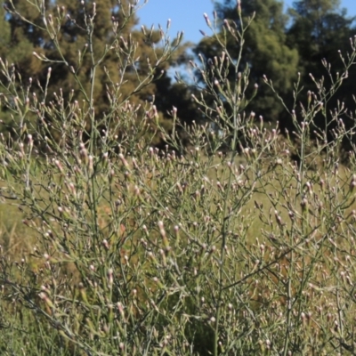 Symphyotrichum subulatum (Wild Aster, Bushy Starwort) at Tuggeranong Creek to Monash Grassland - 4 Mar 2021 by michaelb