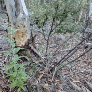 Olearia phlogopappa subsp. continentalis at Captains Flat, NSW - 2 May 2021 11:33 AM