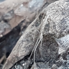 Tetragnatha sp. (genus) (Long-jawed spider) at Coree, ACT - 1 May 2021 by trevorpreston