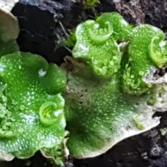 Lunularia cruciata (A thallose liverwort) at Coree, ACT - 1 May 2021 by trevorpreston