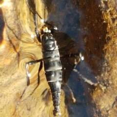 Boreoides subulatus (Wingless Soldier Fly) at Swamp Creek - 1 May 2021 by trevorpreston