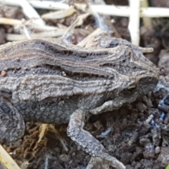 Crinia sp. (genus) (A froglet) at Swamp Creek - 1 May 2021 by trevorpreston